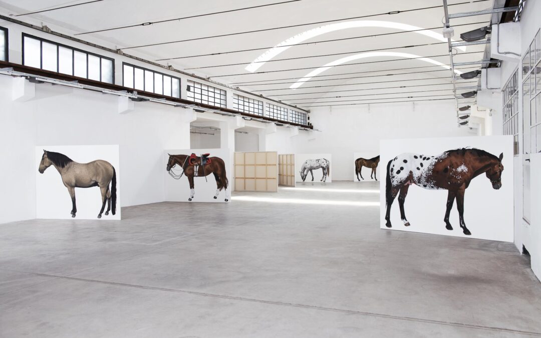 12 CAVALLI / 12 HORSES